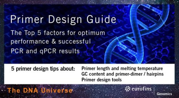 What is the purpose of careful primer design before PCR quizlet?