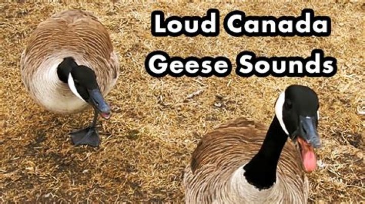 what sound do geese make