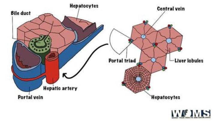 what structures comprise a portal triad?