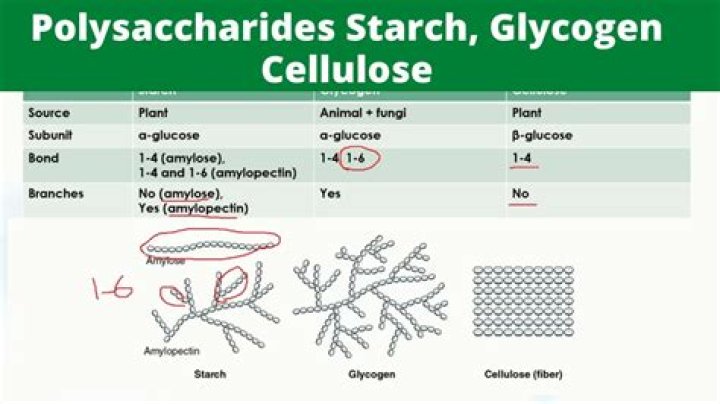 what term describes the class of molecules that includes starch and glycogen?