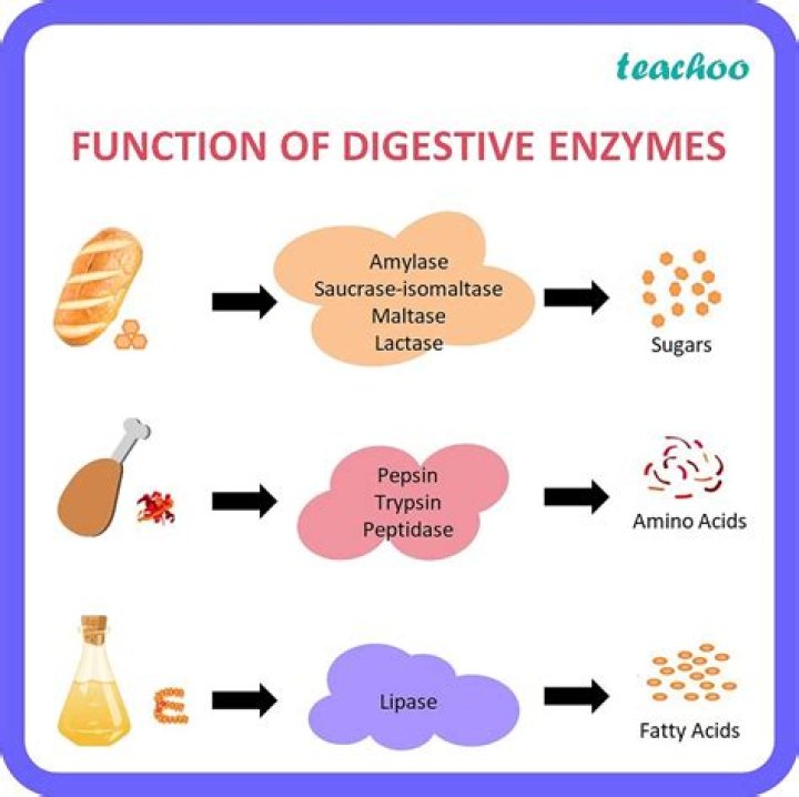 what would happen if there was an imbalance of certain enzymes in the body