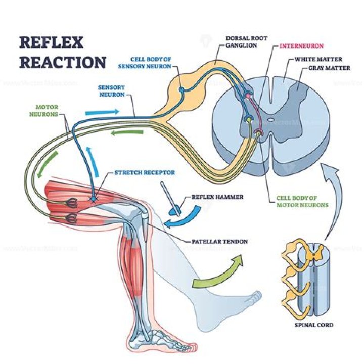 which explains why the reflex reaction is important in certain situations
