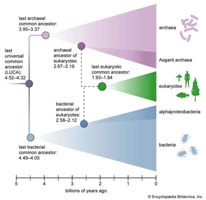 which living organisms most resemble the common ancestor of all life according to genetic testing?