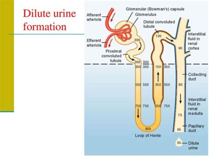 which of the following promotes the formation of dilute urine?