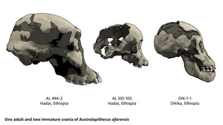 which of the pre-australopithecines was found outside of east africa?