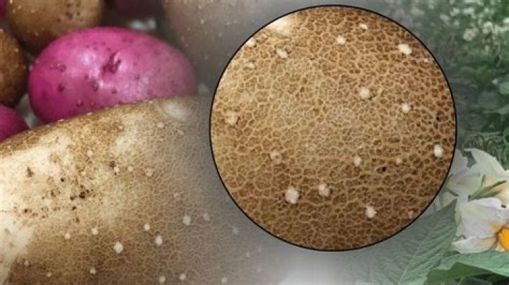 white spots on potatoes