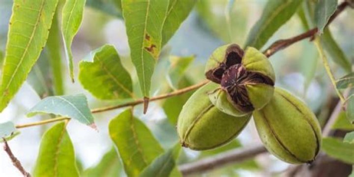 why are my pecans falling off the tree green