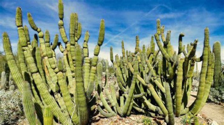 why do desert plants have thick stems