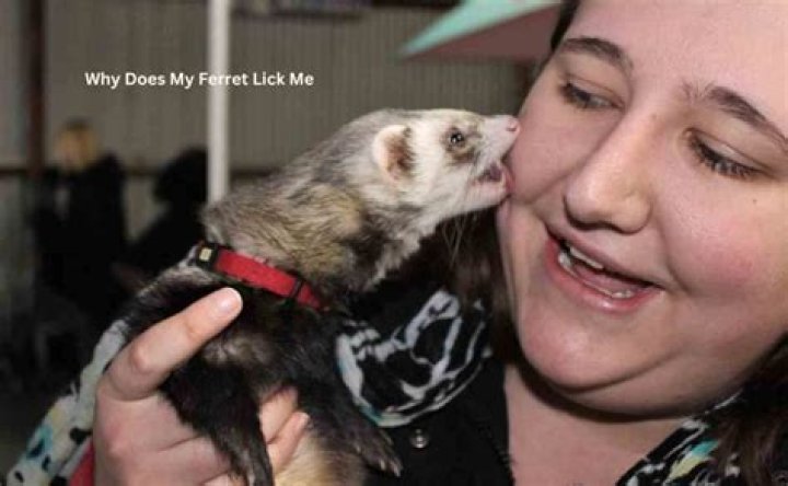 why does my ferret lick me
