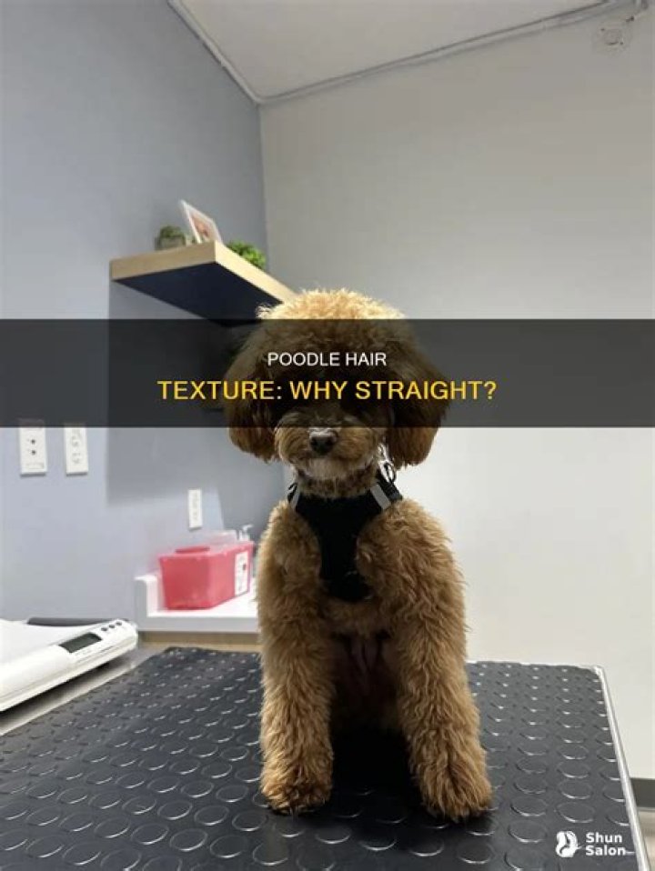 why does my poodle have straight hair